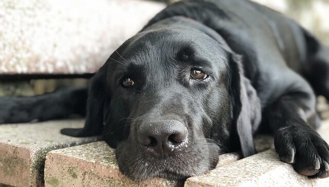 the-black-dog-4430887_640