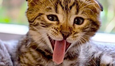 kitte10