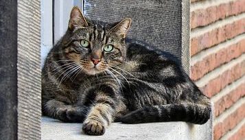 cat-111