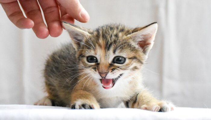 cat-7438092_1280