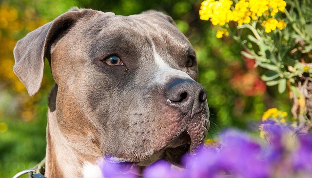 dog-4147590_640