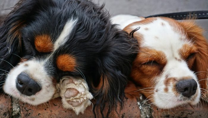dogs-3178739_1280 - Kopie