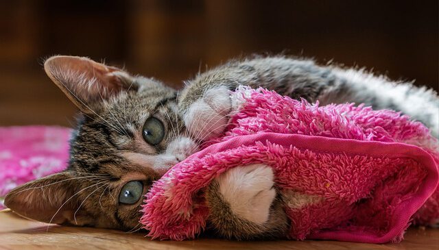 european-shorthair-8136129_640