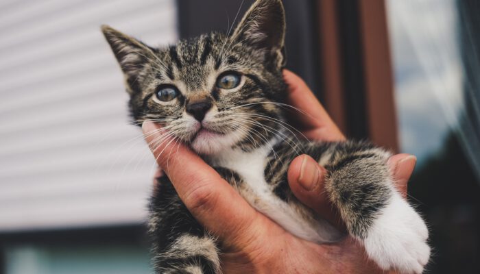 miezekieze-cat-5386372_1920