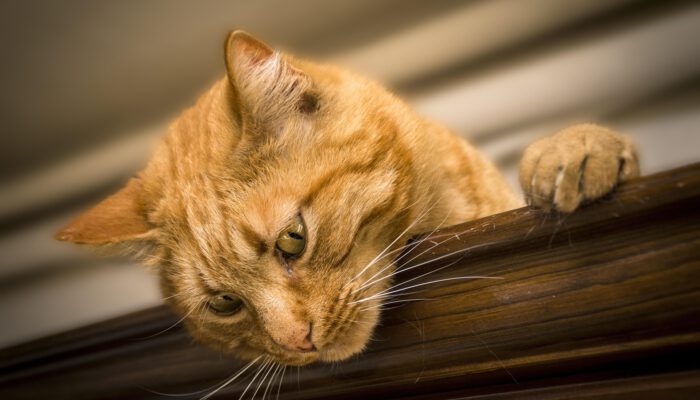 simone_ph-cat-2184682_1920