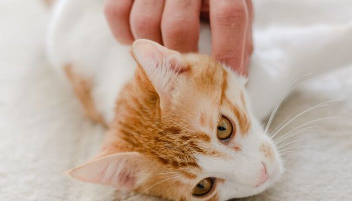 cat-6647197_1280