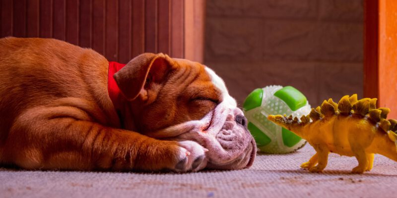 aaroncomena-puppy-7490523_1920