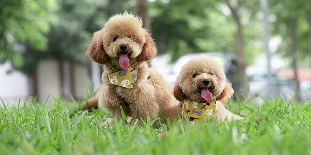 animals-7172323_640