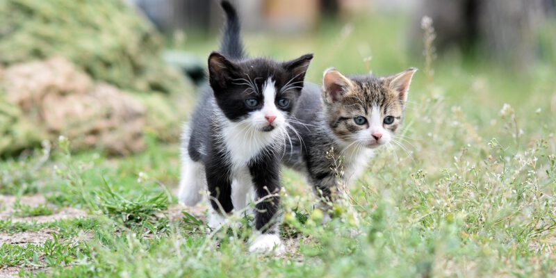 cats-8105667_1280