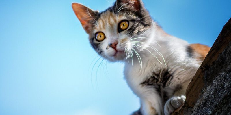 chikilino-cat-6189212_1920