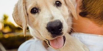 dog-3344414_640