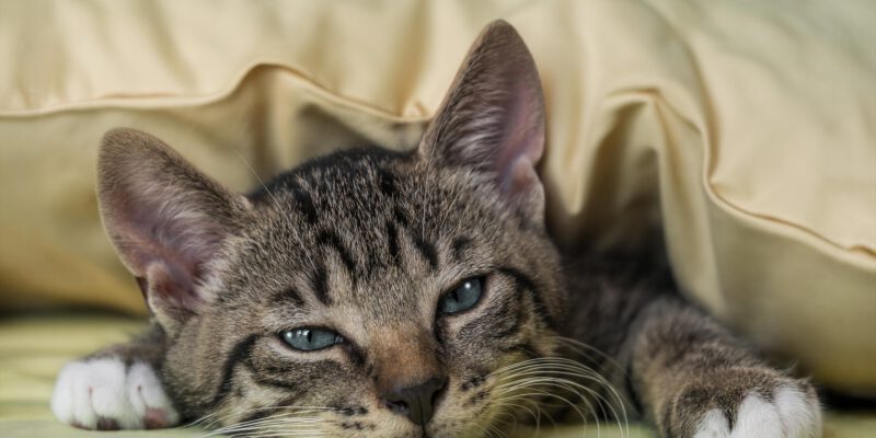guvo59-european-shorthair-8267244_1920