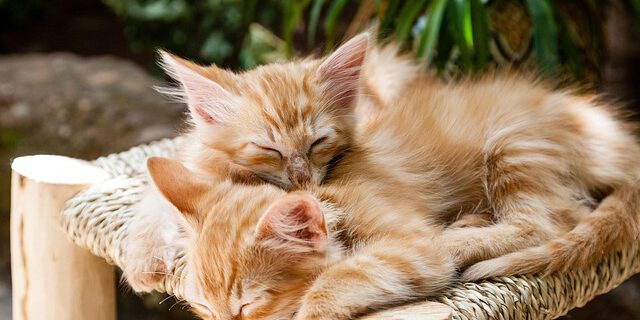 kittens-1916542_640