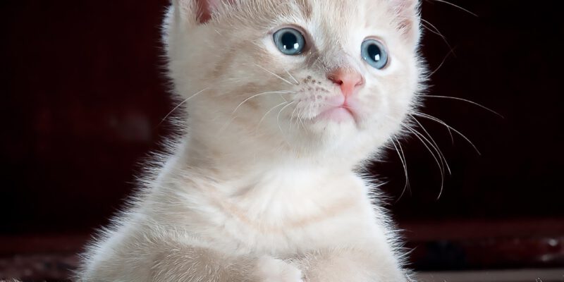ty_swartz-cat-551554_1920